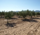 Demostración del comportamiento agronómico y aptitud calidad del aceite de diversas variedades de olivo