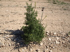 Evaluación del cultivo de la trufa sobre diversas especies forestales en el altiplano