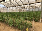 Ensayo tomate Kabrera 10-10-18 (2)