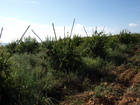 5 Granado variedad valenciana árbol no formado