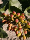 Adaptación del cultivo del pistacho (3)