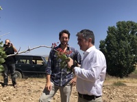 Miguel Ángel del Amor comprueba un cultivo de pistacho en agricultura ecológica regenerativa