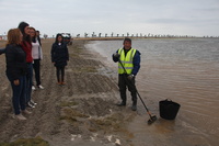 Retiradas 34 toneladas de algas de las playas de Villananitos y La Puntica