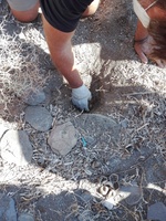 Imágenes del nido y de los ejemplares de Tortuga Boba localizados hoy en una cala de Calnegre (1)