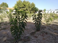 Cultivos de diversas variedades de cerezo el Centro de Demostración Agraria de Lorca