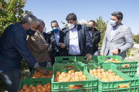 El presidente de la Comunidad, Fernando López Miras, visita una finca de cultivo ecológico de albaricoque