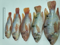 La acuaponía, una técnica de producción de peces y plantas, sostenible, innovadora y de calidad, adecuada para la Región de Murcia