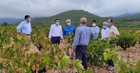 El consejero Antonio Luengo (2i) durante su visita a una finca de la Denominación de Origen Vino de Bullas.