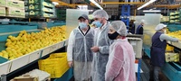 EL consejero Antonio Luengo visita la central hortofrutícola para el manipulado de cítricos de la empresa ArcoFruits