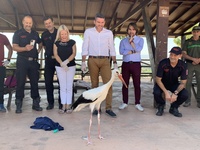 El consejero Antonio Luengo participa en la suelta de un ejemplar de cigüeña blanca tras adquirir las condiciones necesarias para la vida en libertad