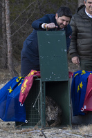 López Miras participa en la suelta de tres ejemplares de lince ibérico en el entorno del Pantano de Puentes, en Lorca