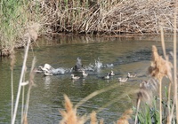 Liberadas 20 cercetas pardillas que permanecían en el jaulón de aclimatación en las lagunas Las Moreras de Mazarrón