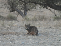 Uno de los linces con el collar de seguimiento GPS.