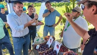 El consejero en funciones, Antonio Luengo, durante la presentación de las nuevas variedades de fruta de hueso fruto del trabajo del IMIDA.