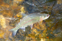 La trucha arco-iris se encuentra entre las especies fluviales objeto de seguimiento.