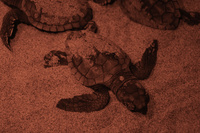 Tortugas recién nacidas en el Parque Regional de Calblanque antes de ser trasladadas al CRFS
