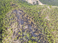 Aspecto que tiene la zona afectada por el incendio del pasado 29 de agosto en El Valle Perdido (2)