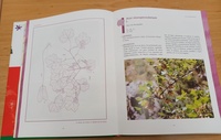 Libro rojo de Flora Silvestre Protegida que están actualizando en la Universidad de Murcia.