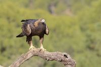 Imagen de un águila real.