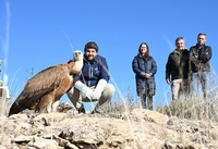 López Miras libera dos ejemplares de buitres leonados recuperados en el Centro de El Valle