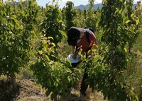 Imagen de los trabajos experimentales realizados en cultivos de pera de Jumilla.