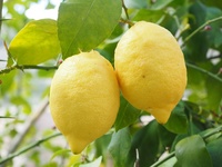 Imagen de archivo de un cultivo de limón
