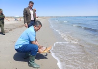 El consejero de Medio Ambiente, Universidades, Investigación y Mar Menor, Juan María Vázquez, libera una tortuga boba en el Parque regional de San...