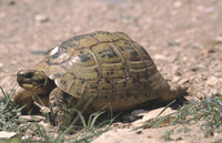 Ejemplar de una tortuga mora