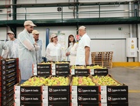 Imagen de la consejera Sara Rubira en la cooperativa Campos de Jumilla donde preparan pera de la DOP Pera de Jumilla