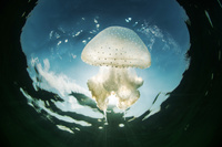 Medusas