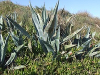 El Agave amarillo o pita (agave americana) originario de México y el sur de Estados Unidos, es una de las especies invasoras en el entorno de Cabo Cope.