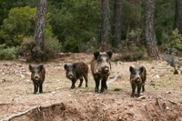 Ejemplares de jabalí en Sierra Espuña