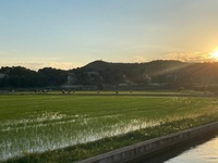 El sendero azul de Calasparra discurre en los arrozales característicos de la zona.
