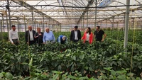 Imagen de la consejera Sara Rubira visitando el cultivo de pimiento Ecológico de la empresa Hortamira junto al alcalde de San Javier y los responsables...