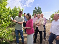 Imagen de la consejera en unos de los campos de cultivo de limón que participan en el proyecto