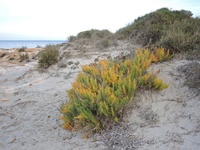 Esparraguera de Mar Menor (Asparagus macrorrhizus)