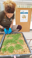 Trabajos del proyecto europeo Flora Local para la Restauración Ecológica (FLoRE) llevados a cabo en el Centro de Conservación de Flora Silvestre ...