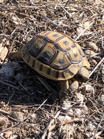 Ejemplar de tortuga mora.