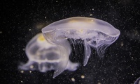 Salud lanza recomendaciones para evitar los efectos nocivos de las picaduras de medusa