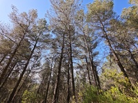 Pinada situada en el Coto Real de la Marina de la Sierra de Burete, ubicada en el t&eacute;rmino municipal de Ceheg&iacute;n.