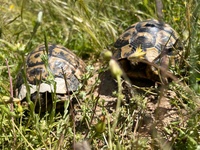 Ejemplar de tortuga mora (testudo graeca).