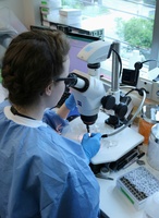 Tareas de investigaci&oacute;n (banco de im&aacute;genes).