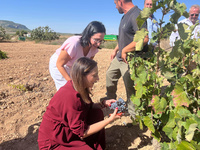 Imagen de la consejera Sara Rubira en un vi&ntilde;edo de Yecla donde se trabaja en la vendimia