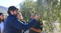 El presidente de la Comunidad, Fernando López Miras, visitó hoy en Jumilla una finca de olivos de secano, donde anunció nuevas ayudas para agricultores...