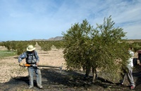 Agricultores de olivo trabajando en campo.