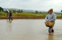 Imagen de archivo de la siembra del arroz en el coto arrocero.