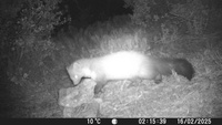 Ejemplar de gardu&ntilde;a captado por las c&aacute;maras de fototrampeo.
