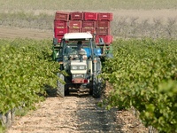 Imagen de archivo de un agricultor sobre un tractor en un cultivo de uva de vinificaci&oacute;n.