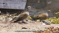 Ejemplar de t&oacute;rtola europea (Streptopelia turtur).