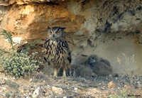 Ejemplar b&uacute;ho real (Bubo bubo) y sus po&ntilde;uelos en la sierra de El Valle y Carrascoy.